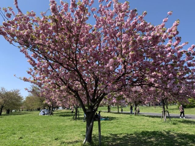 舎人公園の紅花桜。開花期間が長く美しい八重桜です。